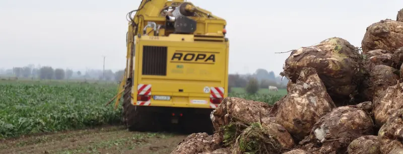 Gelber Rübenroder von ROPA auf dem Feld, im Vordergrund frisch gerodete Zuckerrüben.